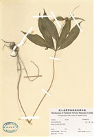 藏品(高山七葉一枝花)的圖片